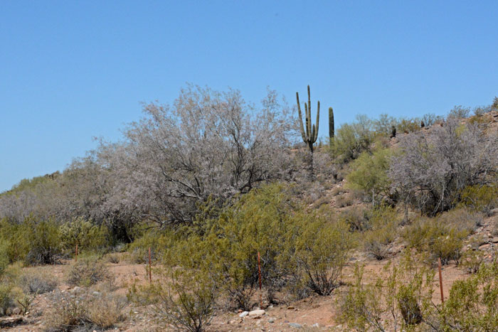 Desert Ironwood is common along dry washes in desert foothills below 2,500 feet. Olneya tesota 